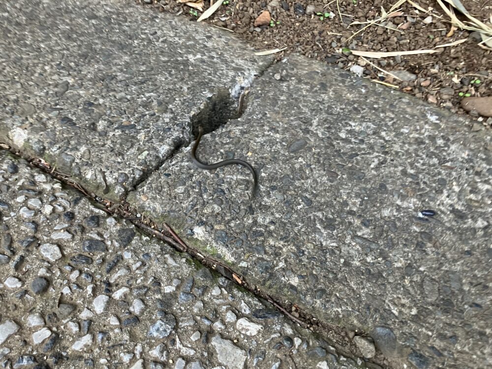 側溝の穴に逃げ込むヘビの写真