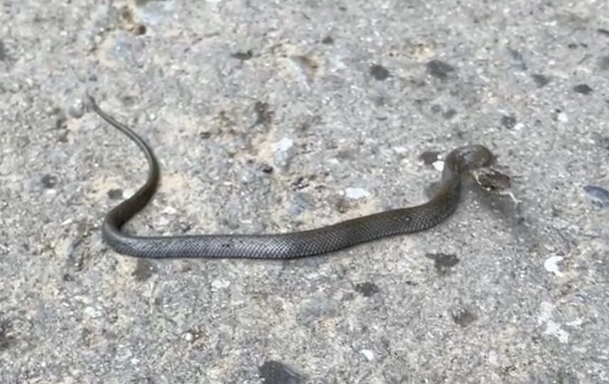 赤ちゃんヘビが鎌首をもたげている写真