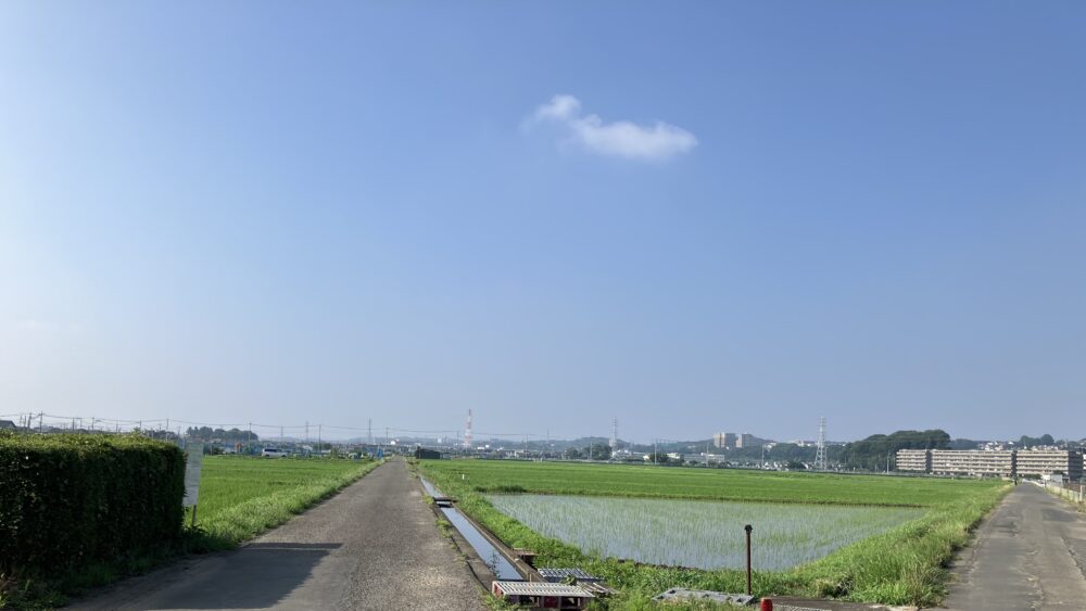 晴天の海老名の水田の写真