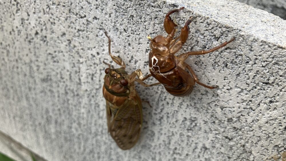アブラゼミと抜け殻の写真