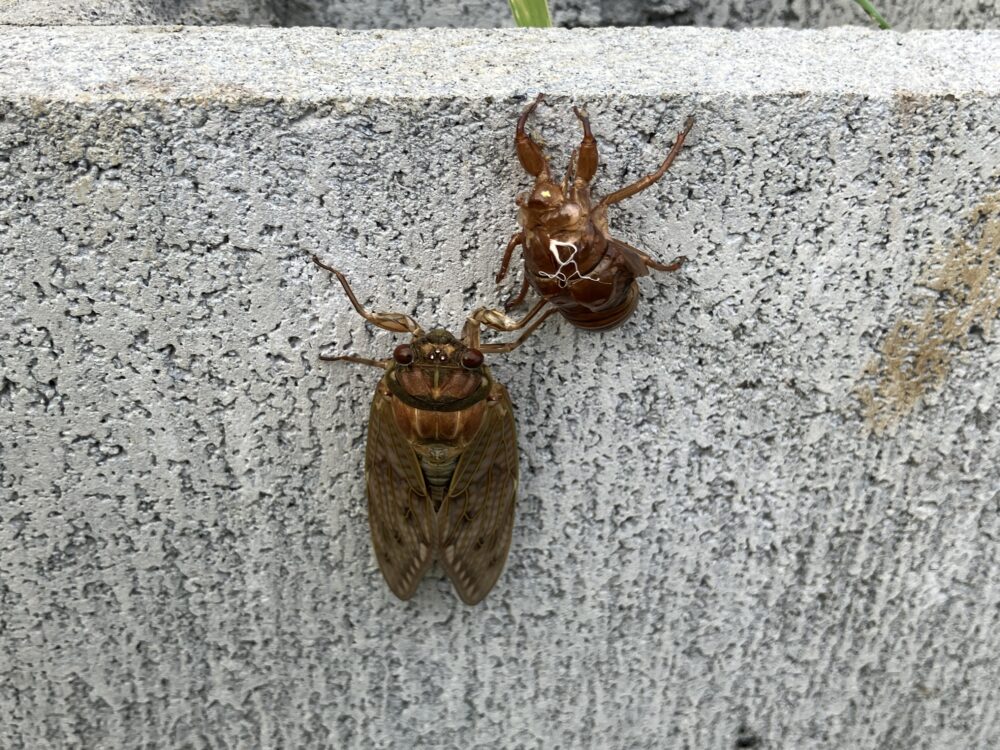 アブラゼミと抜け殻